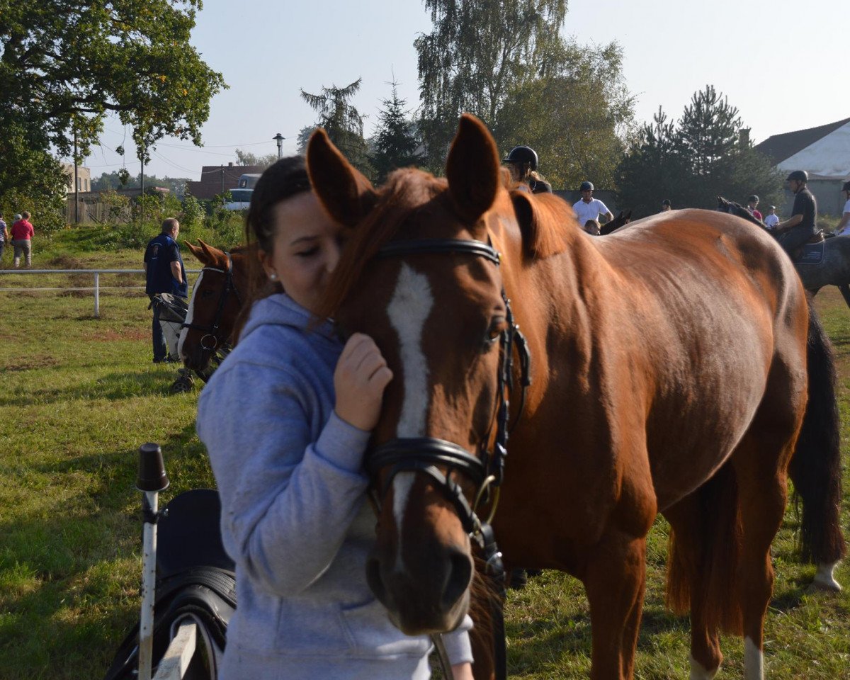 jumper Crystal 16 (German Sport Horse, 2005, from Chippendale 11)