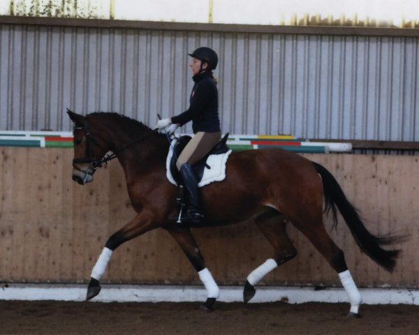 broodmare Stute von Fürst Romancier (Oldenburg, 2011, from Fürst Romancier)