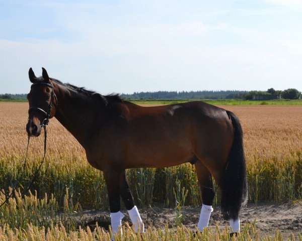 Dressurpferd Sir Sunset (Hannoveraner, 2006, von Sunlight xx)