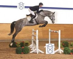 jumper Cadano (Holsteiner, 2009, from Corland)