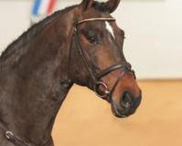 horse Cascaro (Holsteiner, 2010, from Cassaro 5)