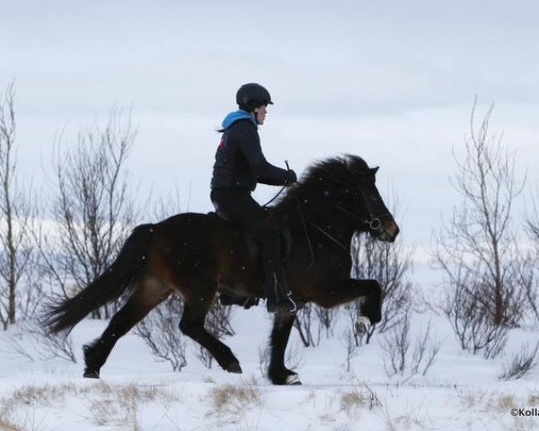 broodmare Snaelda (Iceland Horse, 2010, from Glymur frá Innri-Skeljabrekku)