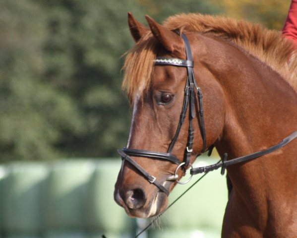 dressage horse Zamba (German Riding Pony, 1994, from Zaid ben Raswan ox)