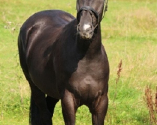 dressage horse Doctor Davidson (Hanoverian, 2011, from Don Frederico)