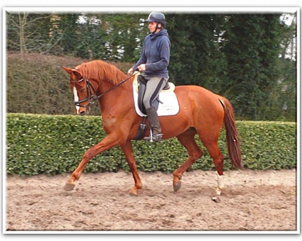horse Stute von Scolari (Oldenburg, 2010, from Scolari)
