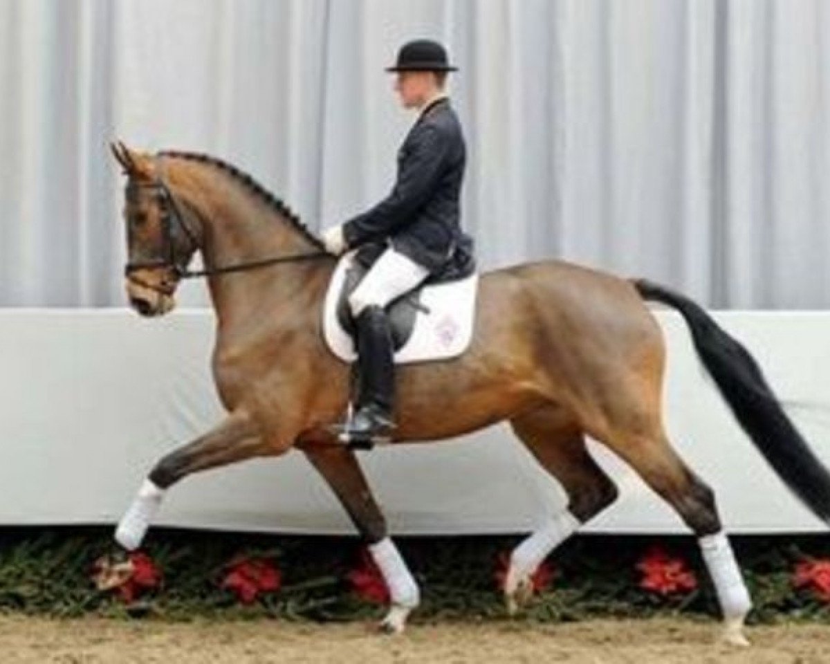 Pferd Fürstin Valery (Westfale, 2006, von Van the Man)
