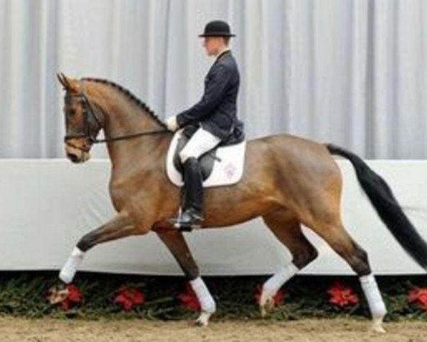 horse Fürstin Valery (Westphalian, 2006, from Van the Man)