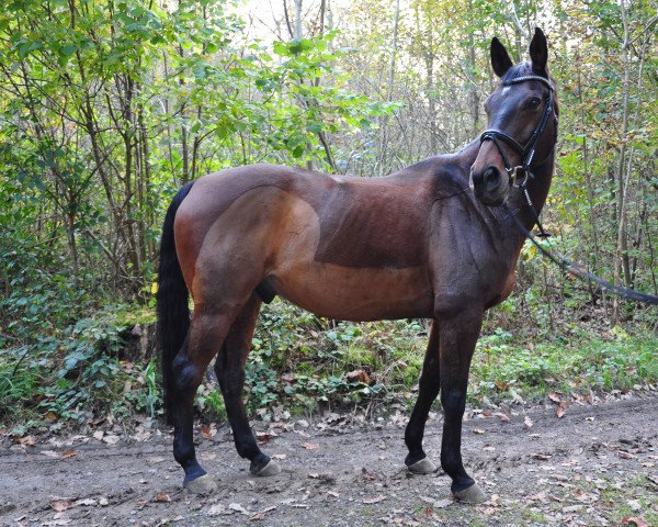 jumper Wallis Johnjill (Hanoverian, 2000, from Waldstar xx)