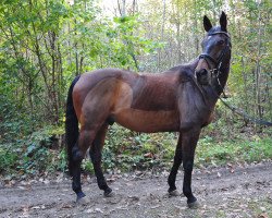 jumper Wallis Johnjill (Hanoverian, 2000, from Waldstar xx)