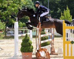 jumper Curley Sue 45 (Hanoverian, 2006, from Cornet Obolensky)