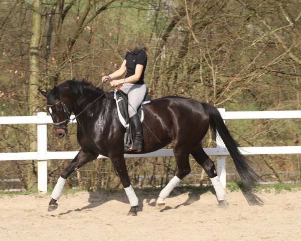 horse Pilar (Oldenburg, 2008, from Fontane)