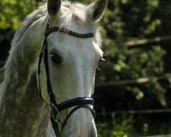 jumper Alarik 5 (Swedish Warmblood, 2005, from Odermus R)