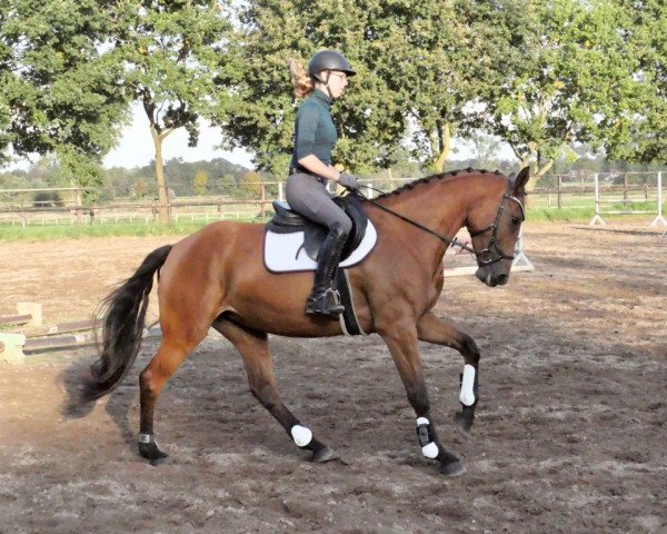 horse Caipi 13 (Holsteiner, 2017, from Coreggio)