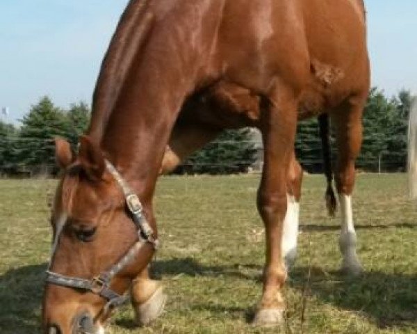 Springpferd Zyros (Sachse, 1998, von Zymbal II)