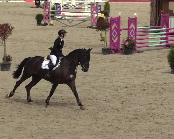 Reitturnier Westergellersen 2021