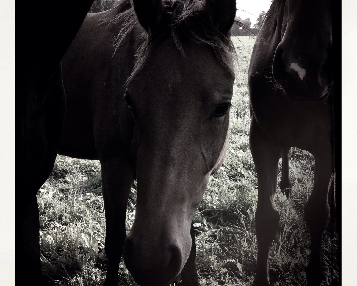 broodmare Cactus Flower (German Riding Pony, 2012, from Cornet Obolensky)