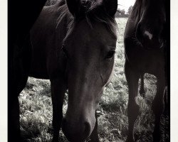 broodmare Cactus Flower (German Riding Pony, 2012, from Cornet Obolensky)