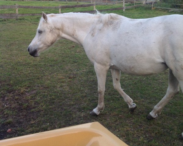 broodmare Gina (German Riding Pony, 1996, from Golden Dancer)