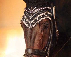 dressage horse Ramiro Royal 2 (Hanoverian, 2008, from Rotspon)
