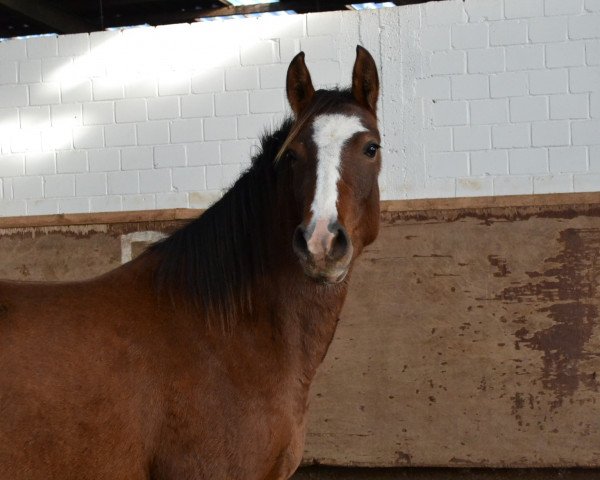 Springpferd Holsteins Saphira (Deutsches Reitpony, 2011, von Holsteins Whisper)
