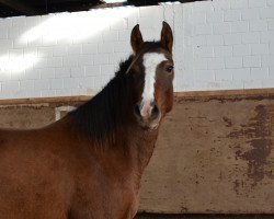 jumper Holsteins Saphira (German Riding Pony, 2011, from Holsteins Whisper)