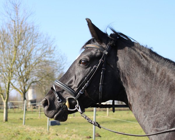broodmare Lilli (Rhinelander, 2005, from Don Gregory)