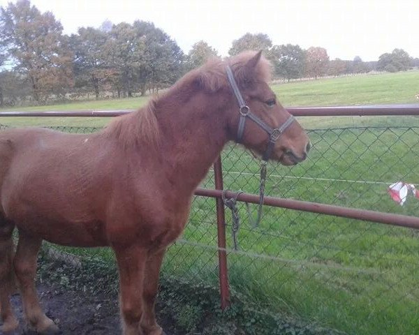 Pferd Florus (Islandpferd, 2003, von Tyrfingur von Gut Kempen)