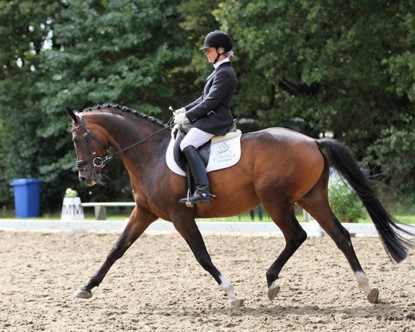 horse Moonlight (Hanoverian, 2007, from Summertime)