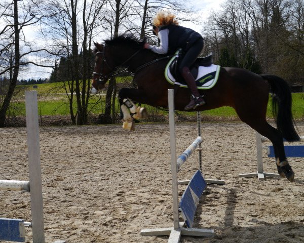 Springpferd Columbus 71 (Ungarisches Warmblut, 2005, von Colonado)