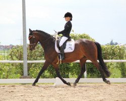 broodmare Lauries Sunshine G (Bavarian, 2001, from Lord Sinclair I)
