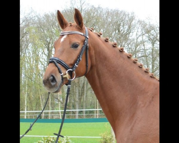 broodmare Dolce Vita 215 (Hanoverian, 2008, from Don Frederico) broodmare Dolce Vita 215 (Hanoverian, 2008, from Don Frederico)