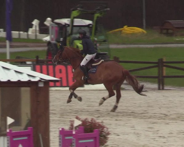 Reitturnier Westergellersen 2021