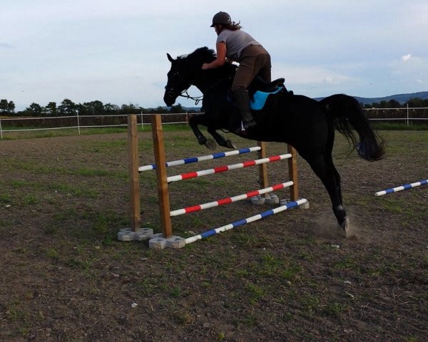 jumper Arkay (German Sport Horse, 2004, from Acobat II) jumper Arkay (German Sport Horse, 2004, from Acobat II)
