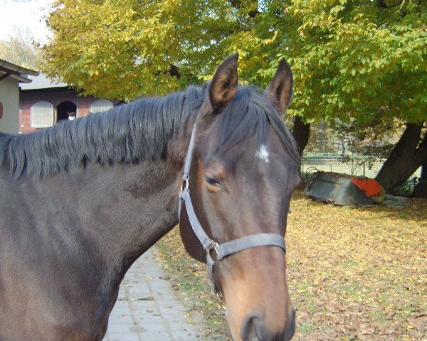 horse Samir (Oldenburg show jumper, 2009, from Saverio)