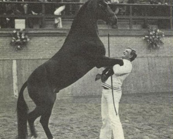 Deckhengst Mermaids Jeroen (New-Forest-Pony, 1976, von Burton Honey's Sportsman) Deckhengst Mermaids Jeroen (New-Forest-Pony, 1976, von Burton Honey's Sportsman)
