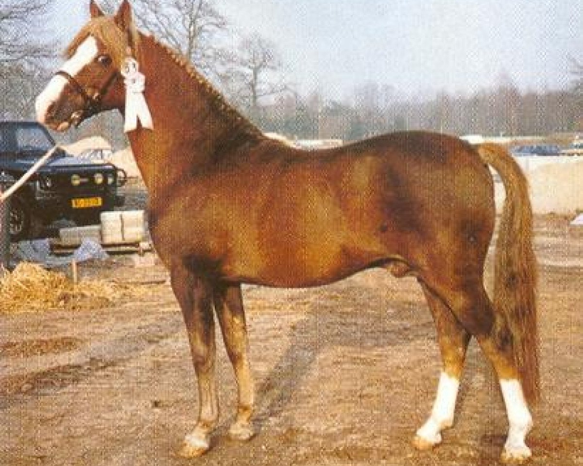 stallion Halenshof Wilfred (New Forest Pony, 1974, from Alfred Pretty)