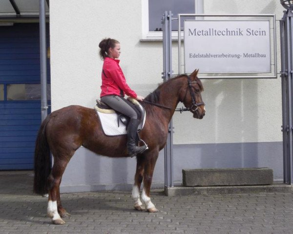 jumper Linda (German Riding Pony, 2004, from Libertin)