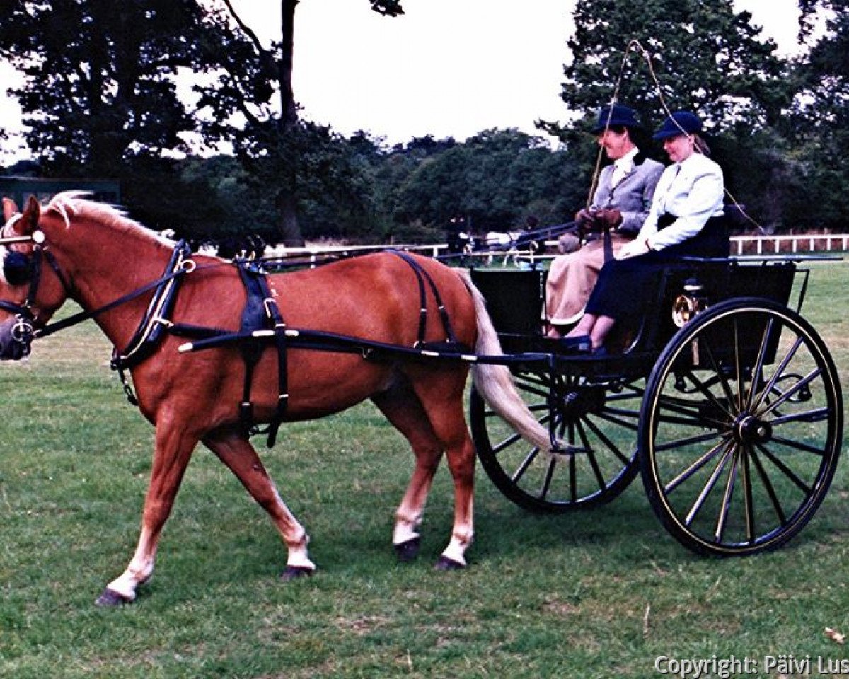 horse Tildiz Tobacco Leaf (New Forest Pony, 1981, from Peveril Pickwick)
