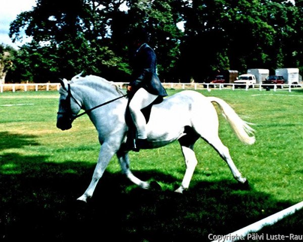 horse Beacon Mercury (New Forest Pony, 1989, from Silverlea Michaelmas)