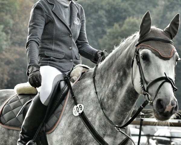 jumper Abu Dhabi 9 (German Sport Horse, 2007, from Askari)
