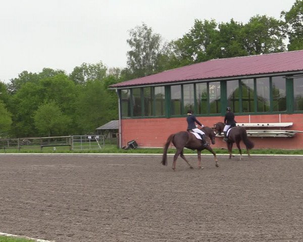 Reitturnier Schwanewede 2021