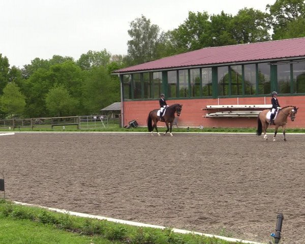 Reitturnier Schwanewede 2021
