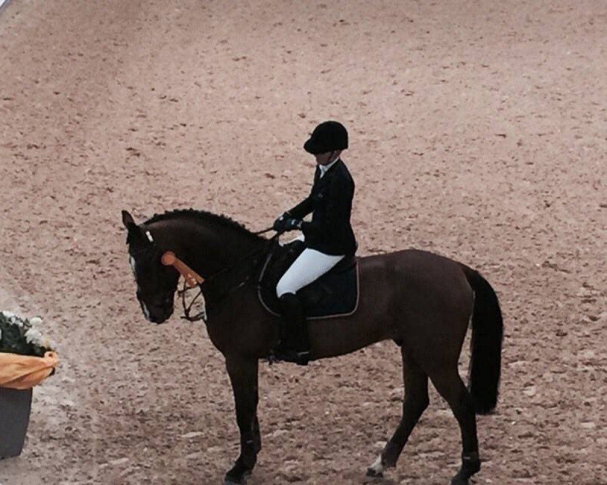 jumper Chin Tre Bs (Holsteiner, 2010, from Chin Champ)