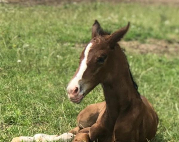 broodmare Trinidad (Rhinelander, 2021, from Taurus)