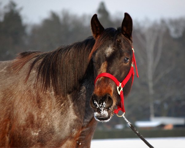 horse CB Froz Olena (Quarter Horse, 2013, from MG Isle Chic) horse CB Froz Olena (Quarter Horse, 2013, from MG Isle Chic)