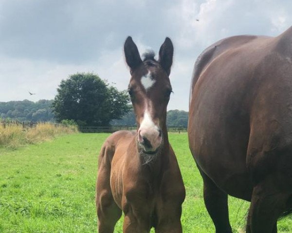 broodmare Traumwelt (Rhinelander, 2021, from Taurus)