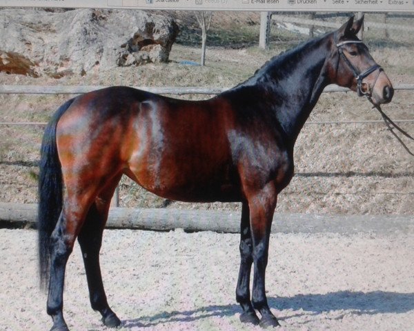 jumper Bellissima 44 (Württemberger, 2010, from Baloussini)