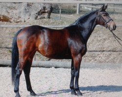 Springpferd Bellissima 44 (Württemberger, 2010, von Baloussini)