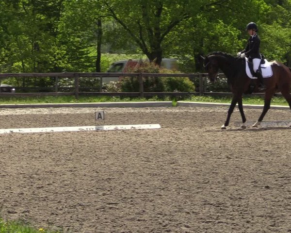 Reitturnier Schwanewede 2021