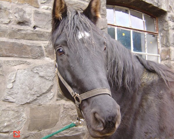 Pferd Akzentus 1 (Hessisches Warmblut, 1991, von Akzent II) Pferd Akzentus 1 (Hessisches Warmblut, 1991, von Akzent II)